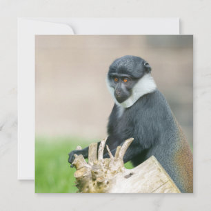 L'Hoest's Monkey on a Wooden Perch