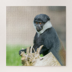 L'Hoest's Monkey on a Wooden Perch  Jigsaw Puzzle