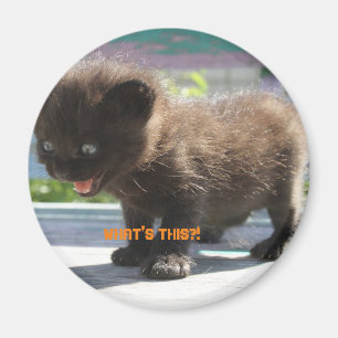 L'horreur de Magnet Cat