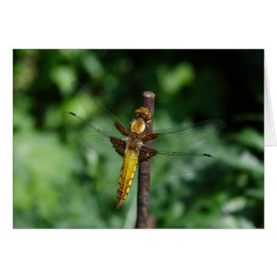 Libellula depressa