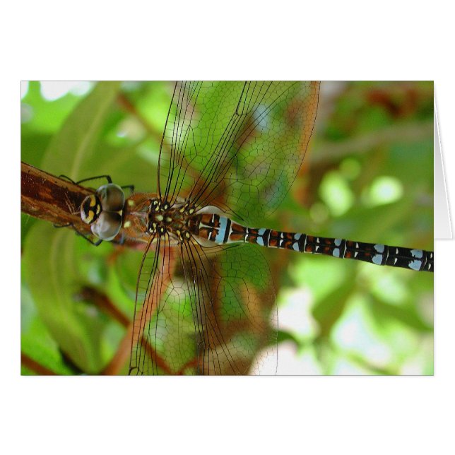 libellule (Devant horizontal)