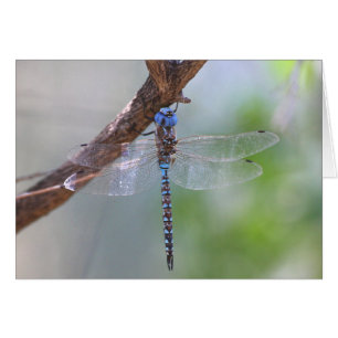 libellule à yeux bleus