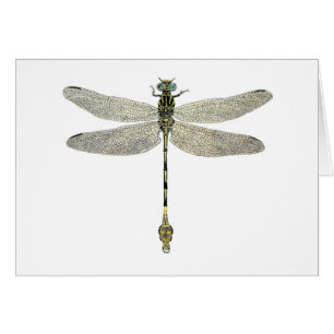 Libellule Cinq-Rayée de Leaftail
