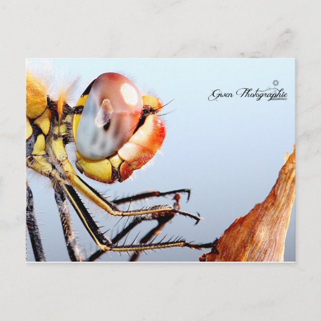 Libellule de Pourrières Postcard (Front)