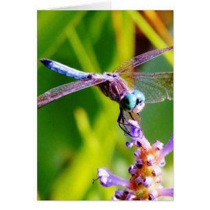 libellule turquoise et violette