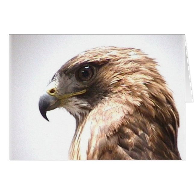 Liberté (Devant horizontal)