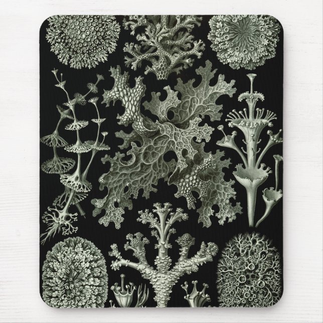 Lichen by Ernst Haeckel, Vintage Nature Plants Mouse Pad (Front)
