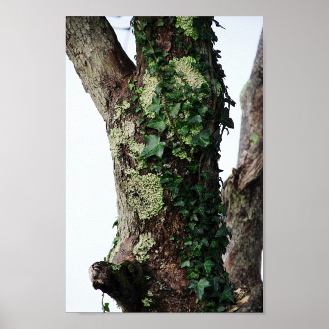 Lichen & Ivy Poster (Front)