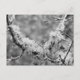 Lichen Magnet Holiday Postcard