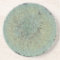 Lichen Mossy Circle
