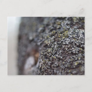 Lichen on Bark Postcard