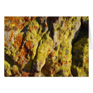 Lichen on Rock