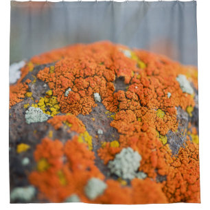 Lichen orange moss stone grey