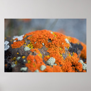 Lichen orange moss stone grey poster