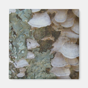 Lichen & Shelf Fungus Magnet