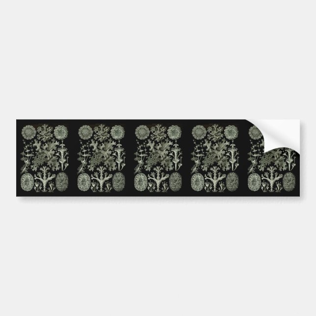 Lichens Bumper Sticker (Front)