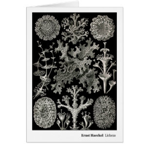 Lichens d'Ernst Haeckel