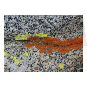 Lichens, parc national de séquoia