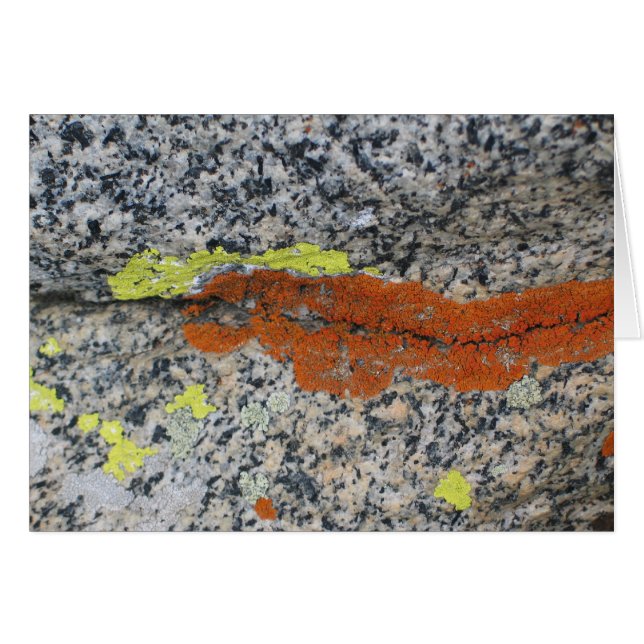 Lichens, parc national de séquoia (Devant Horizontal)