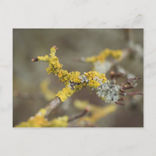 Lichens Postcard