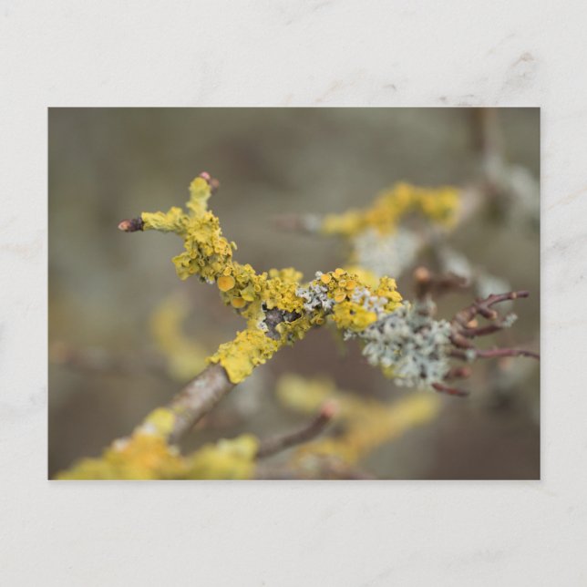 Lichens Postcard (Front)