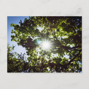 Lichtblick Postcard