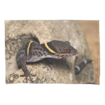 Lichtenfelder's gecko