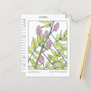 Licorice Herb Materia Medica Herbal Study Card