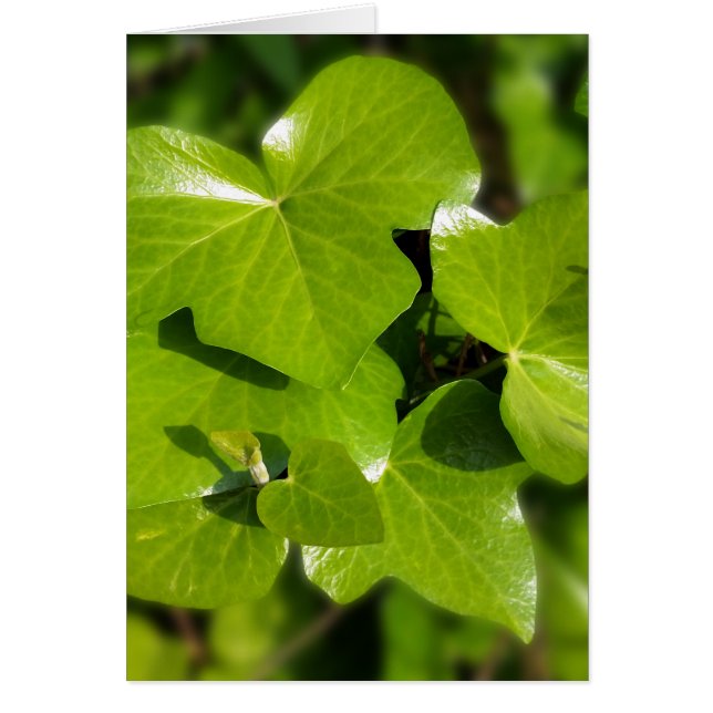 lierre au soleil (Devant)