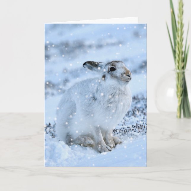 Lièvre blanc dans la carte à neige (Devant)