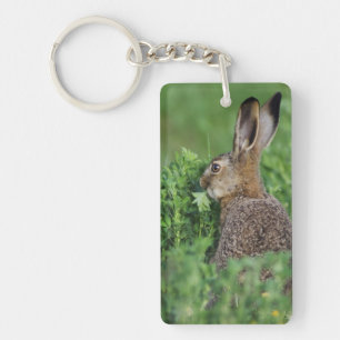 Lièvre brun, Lepus europaeus, jeune mangeant,