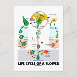 Life Cycle Of A Flower (Angiosperm) Postcard