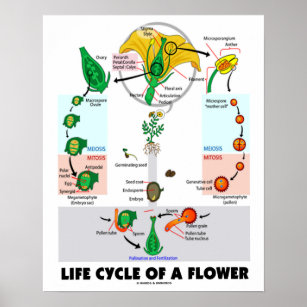 Life Cycle Of A Flower (Angiosperm) Poster