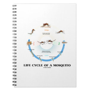 Life Cycle Of A Mosquito (Egg Larva Pupa Imago) Notebook