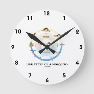 Life Cycle Of A Mosquito (Egg Larva Pupa Imago) Round Clock