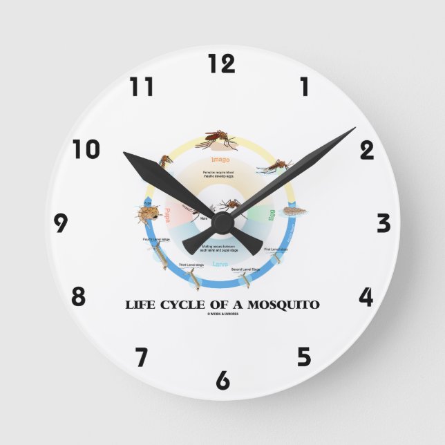Life Cycle Of A Mosquito (Egg Larva Pupa Imago) Round Clock (Front)