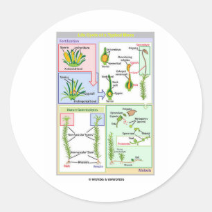Life Cycle Of A Typical Moss (Bryophyte) Classic Round Sticker