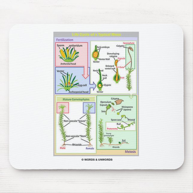 Life Cycle Of A Typical Moss (Bryophyte) Mouse Pad (Front)