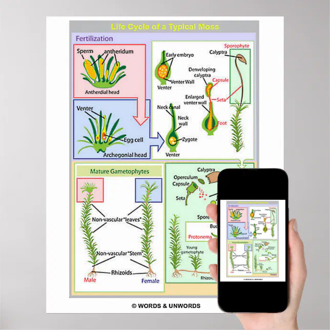 Life Cycle Of A Typical Moss (Bryophyte) Poster | Zazzle