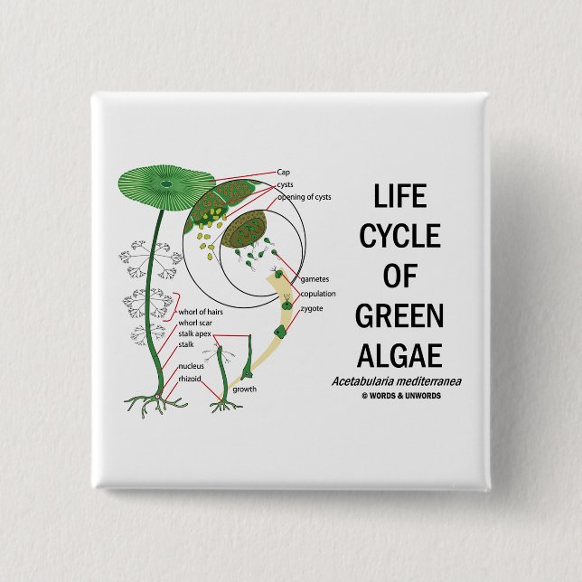 Life Cycle Of Green Algae 2 Inch Square Button (Front)