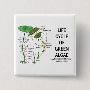 Life Cycle Of Green Algae 2 Inch Square Button
