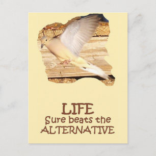 LIFE--Flying Dove Postcard