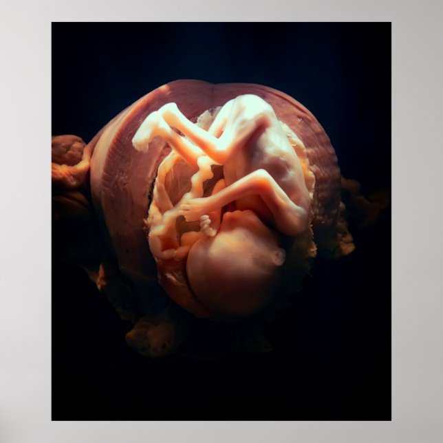 LIFE in the WOMB Poster (Front)