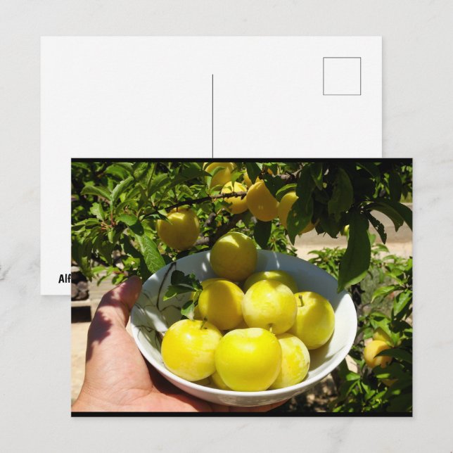 Life is a Bowl of Plums Postcard (Front/Back)