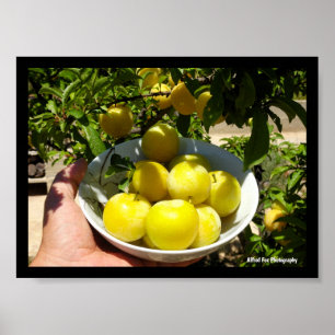 Life is a Bowl of Plums Poster
