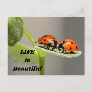 Life is beautiful - Ladybug Postcard