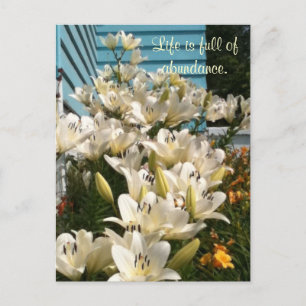 Life is full of abundance, Day Lily Postcards