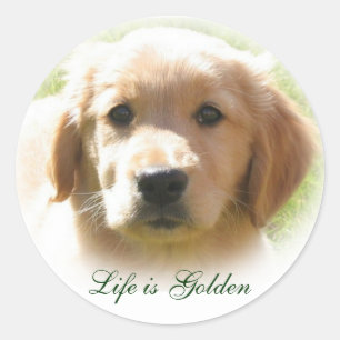Life is Golden Dog Pet Classic Round Sticker