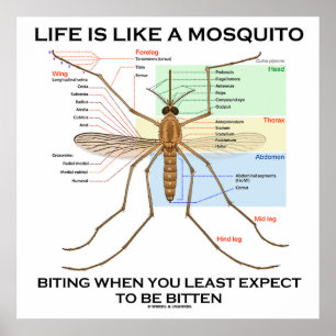 Life Is Like A Mosquito Biting Least Expect Bitten Poster