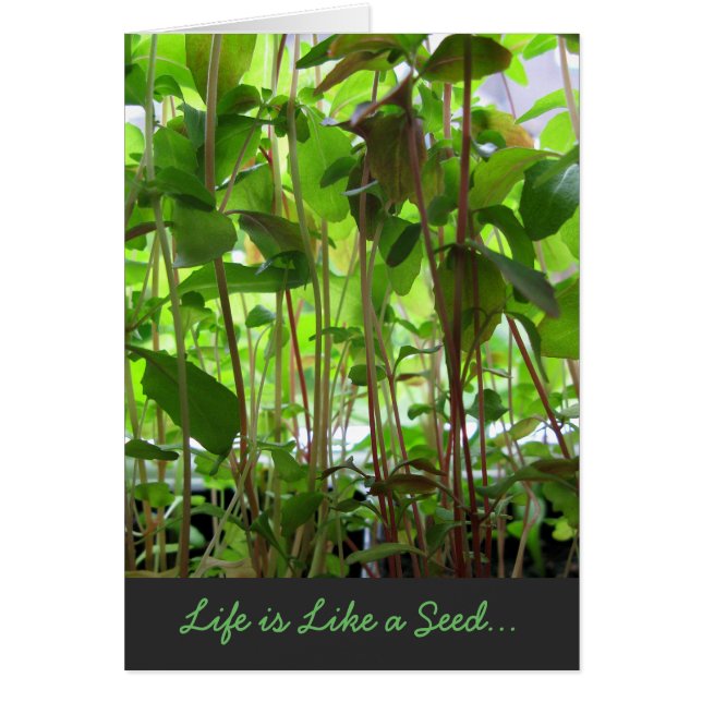 Life is Like a Seed text adjustable (Front)
